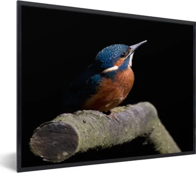 Produktbild von MuchoWow® MuchoWow® Gerahmtes Poster Eisvogel - Zweig - Federn - Schwarz 80x60 cm - Poster mit zchwarzem Bilderrahmen - Schwarzem - Mit Gestell