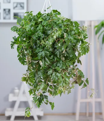 Produktbild von BALDUR Garten 1x Hängepflanze Cissus, Pflanze im 17 cm-Topf, Zimmerpflanze, hängend, schnell wachsend, Grünpflanze, mehrjährig - frostfrei halten, pflegeleicht, Cissus rhombifolia Ellen Danica