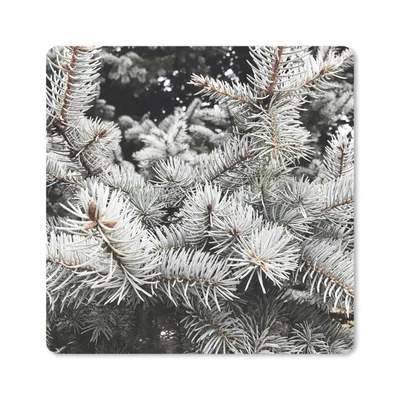 Produktbild von MuchoWow® Mauspad Mousepad Baum - Äste - Winter 30x30 cm - Mousepads - Maus Mat - Pad - Mausunterlage - Gaming