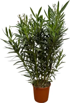 Produktbild von Nerium Oleander keř s růžovým květem - 110 cm - Ø27Cm