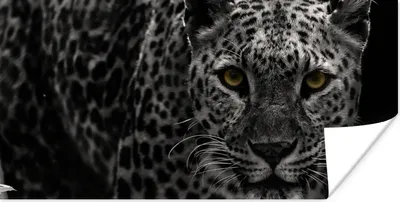 Produktbild von MuchoWow® Poster Leopard - Schwarz - Weiß 150x75 cm - ohne Rahmen