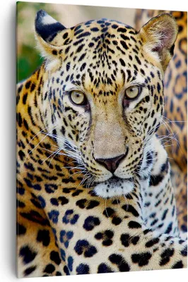 Produktbild von Bild auf Leinwand - Leinwandbild - Einteilig - Leopardpanther Katze Tier Savanne - 70x100cm - Wand Bild - Wandbilder - Leinwanddruck - Wanddekoration - Leinwand bilder - Wandbild - PA70x100-0402