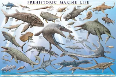 Produktbild von Educational - Prehistoric Marine Life Prehistorisches Leben - Poster Druck