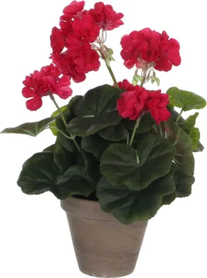 Produktbild von Mica Geranium im Topf dunkelrosa, 34 x 20 cm