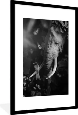 Produktbild von MuchoWow® Gerahmtes Poster Porträt eines Elefanten und eines Vogels im Dschungel - schwarz und weiß 60x90 cm - Poster mit Schwarzem Bilderrahmen Wandposter Rahmen Foto Bilder - Dekoration - Wandposter Wohnzimmer - Hochwertig