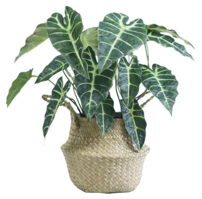 Produktbild von Künstliche Alocasia-Pflanze 46 cm - Grüne Blätter, hochwertige Seidenblätter für Wohn- und Schlafzimmer - Realistisch und pflegeleicht.