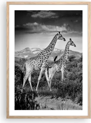 Produktbild von Gerahmtes Poster - Rahmen in heller Eiche - Giraffen Schwarzweiß Fotografie - 50x70 cm - Wand Bild - Wanddeko - Wandbilder - Kunstposter - Wandposter - Bilderrahmen - Bilder - P2NPA50x70-4441