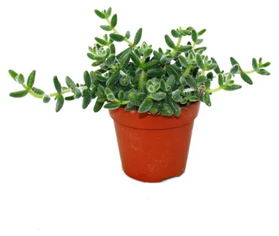 Produktbild von Gurke – Delosperma echinatum – 12-cm-Topf