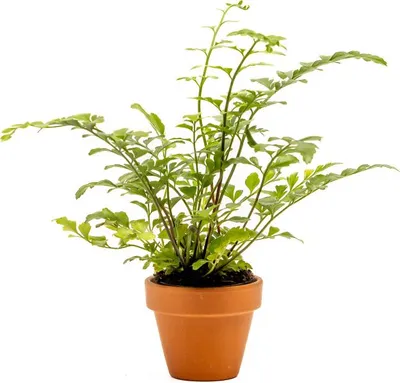 Obrázek produktu pro Gardners Asplenium Parvati, průměr 6 cm