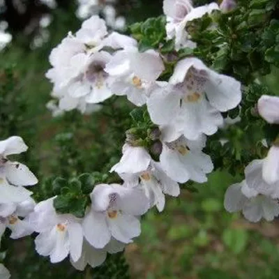 Produktbild von 2 x Gebirgsbuschminze - Prostanthera cuneata | 20-25 cm in Container