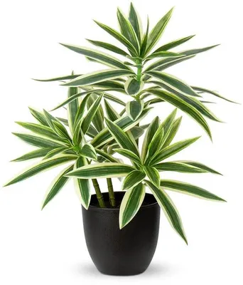 Obrázok produktu pre Strom života Dracaena reflexa – pravý – samostatný kus – čierny