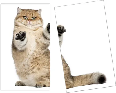 Produktbild von Spritzschutz Herdabdeckplatte Schneidebrett aus Glas Kurzhaar Katze 2-Teilig (60x52cm)