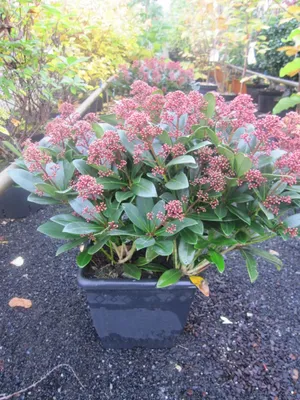 Produktbild von Skimmia japonica Rubella - Japanische Skimmie Rubella 40-50cm