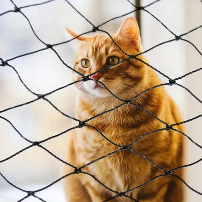 Productafbeelding van Kattennet voor balkon, 5 x 2 m, draadversterkt, zwart