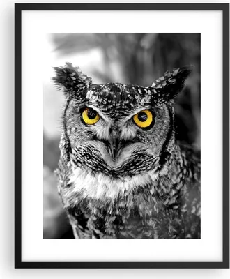 Produktbild von Gerahmtes Poster - Schwarzer Rahmen - Eule Vogel Natur - 40x50 cm - Wand Bild - Wanddeko - Wandbilder - Kunstposter - Wandposter - Bilderrahmen - Bilder - Kunstdruck - Wandbild - P2BPA40x50-1318