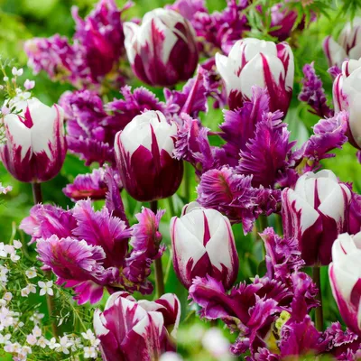 Productafbeelding van Winterharde, meerjarige tulpenbollen, paars-witte mix - 25 bloembollen - Echte planten uit Nederland - Tulpenbollen voor tuin, potten en balkon (grote bollen, geen zaad, niet kunstmatig)