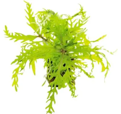 Produktbild von Duftender Wasserfreund - Hygrophila odora 'Difformis