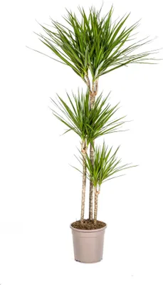Zdjęcie produktu dla Smocze drzewo Dracaena Marginata Green - Roślina domowa - Ø24cm - 130-150cm wysokości - Smukłe, ciemnozielone liście - Łatwa w pielęgnacji i nowoczesna