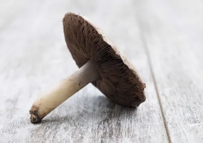 Produktbild von hansepuzzle 40828 - Pilz Puzzle, 260 Teile, Ernährung, 41,0 x 28,0cm mit hochwertiger Aufbewahrung, Kartonbox und wiederverschließbarem Beutel