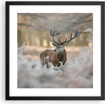 Produktbild von Gerahmtes Poster - Schwarzer Rahmen - Hirsch Wald Natur - 40x40 cm - Wand Bild - Wanddeko - Wandbilder - Kunstposter - Wandposter - Bilderrahmen - Bilder - Kunstdruck - Wandbild - P2BAC40x40-3744