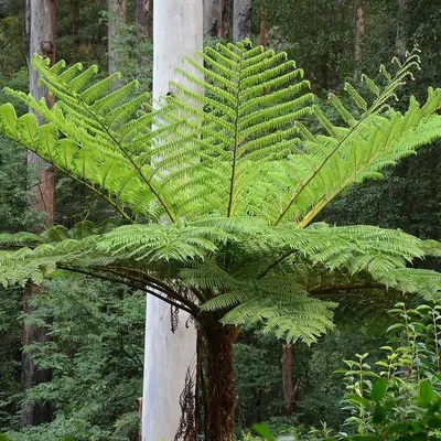 Produktbild von Australischer Baumfarn (Cyathea cooperi) - 1 Portion Sporen