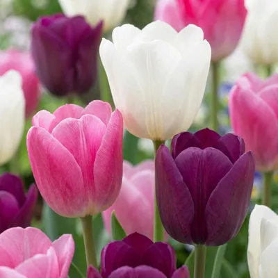 Produktbild von Green boutiQ - 12x Tulipa Pastel mix - Pastell-Tulpen-Mischung - Diverses - Frühlingsblüher - Zwiebelgröße 11/12