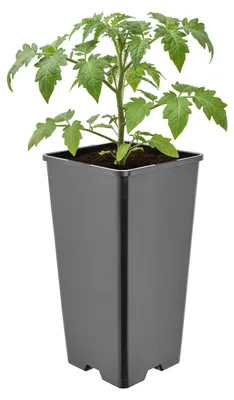 Produktbild von Garronda Hoher quadratischer Kunststoff-Blumentopf mit Drainagelöchern für Garten, Schwarz, 11 x 11 x 21,5 cm, 2 L GD-KW-HS