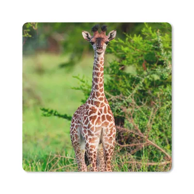 Produktbild von MuchoWow® Mauspad Mousepad Baby - Giraffe - Pflanzen 20x20 cm - Mousepads - Maus Mat - Pad - Mausunterlage - Desk Mat - Bureauartikeln