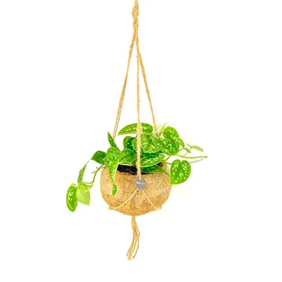 Obrázek produktu pro Kokodama Scindapsus pictus Argyraeus (L)