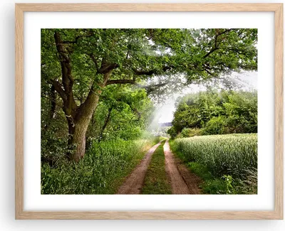 Produktbild von Gerahmtes Poster - Rahmen in heller Eiche - Pfad Natur Wald Grün - 50x40 cm - Wand Bild - Wanddeko - Wandbilder - Wandposter - Bilderrahmen - Bilder - Kunstdruck - Wandbild - P2NAA50x40-2637