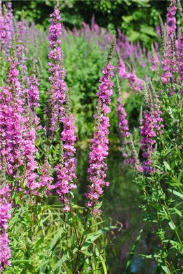 Produktbild von Gewöhnlicher Blutweiderich - Lythrum salicaria - Heimische Wildstaude im Topf 12 cm, Bienenmagnet für feuchte Standorte - 12 cm