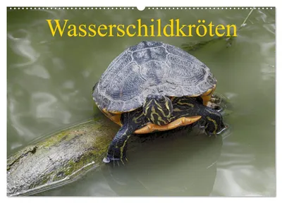 Produktbild von Wasserschildkröten (Wandkalender 2027 DIN A2 quer), CALVENDO Monatskalender