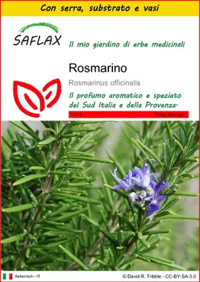 Immagine prodotto di SAFLAX Insieme di coltivazione - Rosmarino - 100 semi - Rosmarinus