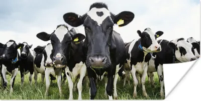 Produktbild von MuchoWow® Poster Kühe - Gras - Frühling - Tiere - Wiese - Bauernhof 150x75 cm - ohne Rahmen