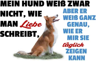 Produktbild von vianmo Holzschild 12x18 cm mein Hund weiß zwar Hundeliebe Tier Haustier