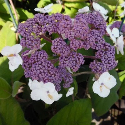 Produktbild von 2 x  Hortensie  - Hydrangea aspera 'Sargentiana'  | 25-30 cm in Container
