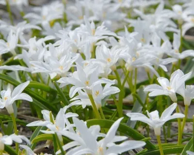 Produktbild von Sternenhyazinthen Schneeglanz Chionodoxa Luciliae Alba- 500 Blumenzwiebeln-
