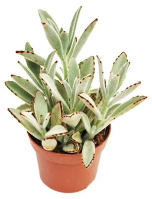 Produktbild von Kalanchoe tomentosa - Hasenöhrchen - im 8,5cm Topf