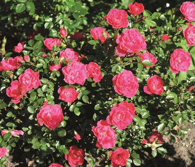Produktbild von Dehner Rose Zwergrose Hobby®, Züchter Tantau, pink-farbene Blüten, gefüllt / nicht duftend, 15-30 cm exkl. Pflanztopf, Topfware