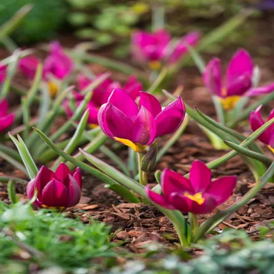 Zdjęcie produktu dla Tulipan Botaniczny Pulchella Odalisque 5 szt Tulipany Cebulki Tulipanów