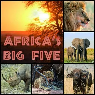 Produktbild von Servietten Papier 33x33cm 3-lagig Afrikas Big Five 20 Stück