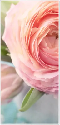 Produktbild von Stahl Magnettafel Hochformat 78x37cm Rosa Tulpe