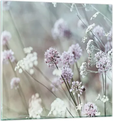 Produktbild von Bilder auf glas - Einteilig - Wiese Knoblauch Blume - 60x60cm - Glasbilder - Wandbilder - Bilder - zum Aufhängen bereit - Wanddekoration aus Glas - Glas Bilder - Wandbild auf Glas - GAC60x60-4177