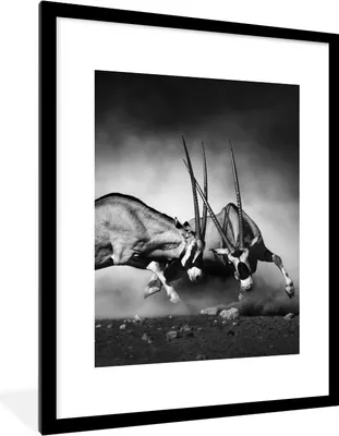 Produktbild von MuchoWow® Gerahmtes Poster Antilope - Schwarz und weiß - Porträt - Wildtiere - Tiere 60x80 cm - Poster mit Schwarzem Bilderrahmen Wandposter Rahmen Foto Bilder - Wohnzimmer - Dekorationen - Prämie