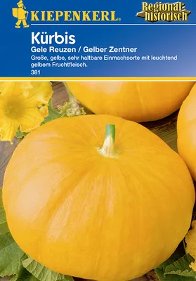 Produktbild von [STREICHUNG 2024] Kürbis Gele Reuzen / Gelber Zentner | Kürbissamen von Kiepenkerl