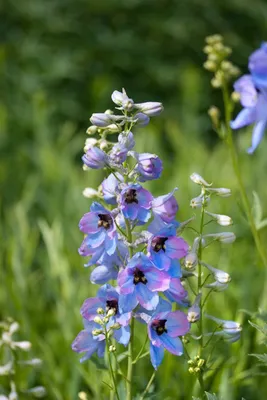 Produktbild von Delphinium x elatum 'Morgentau', Rittersporn, hellblau, ca. 11x11 cm Topf
