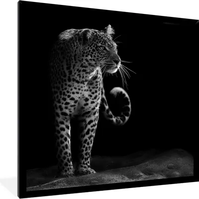 Produktbild von MuchoWow® Gerahmtes Poster Wildtiere - Leopard - Natur - Schwarz - Weiß 40x40 cm - Poster mit Schwarzem Bilderrahmen Wandposter Rahmen Foto Bilder - Mit Rahmen - Wanddekoration Schlafzimmer
