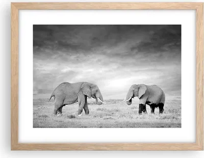 Produktbild von Gerahmtes Poster - Rahmen in heller Eiche - Elefanten Schwarzweiß Safari - 40x30 cm - Wand Bild - Wanddeko - Wandbilder - Wandposter - Bilderrahmen - Bilder - Kunstdruck - Wandbild - P2NAA40x30-4186
