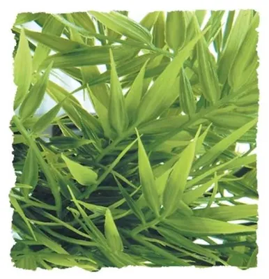 Productafbeelding van Zoo Med Madagascar Bamboo Kunstplant voor terrariumdecoratie Large