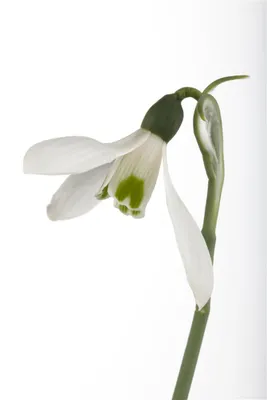 Produktbild von Galanthus nivalis, Schneeglöckchen, weiß, ca. 9x9 cm Topf